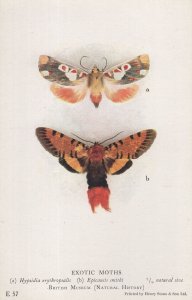 Exotic Moths Epicausis Smithi British Museum Old Postcard