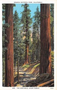 The Sentinels, Giant Forest Sequoia National Park CA