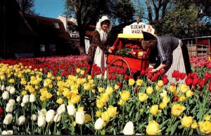 Iowa Pella Tulip Time Picking Tulips