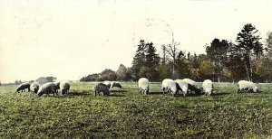 C.1900-06 Sheep in Forest Park, Springfield, Mass. Postcard P124 