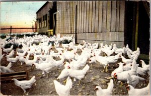 Vintage Postcard HOTEL POTTER, SANTA BARBARA, CALIFORNIA Chickens Farm  JS9