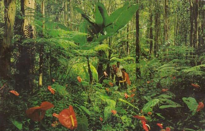 Hawaii Red Anthurium Giant Tree Ferns and Wild Banana In A Rain Forest