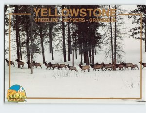 Postcard Grizzlies-Geysers-Grandeur, Yellowstone