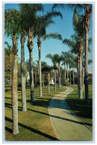 c1950's Palm Lined Walk in Spacious Anaheim City Park California CA Postcard 