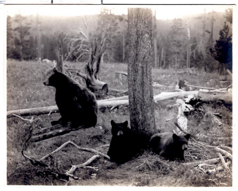 Haynes 16344, Yellowstone Park Bears, Yellowstone National Park