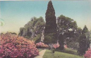 South Carolina Charleston Bank Of Azaleas Near Tall Cedar Middleton Place Gar...