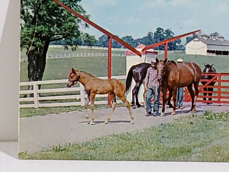 Calumet Farm Kentucky Horse Farm Man With Horses Vintage Postcard unposted