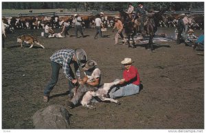 Inspecting Cattle, Cattle Raising, British Columbia, Canada, 40-60´s