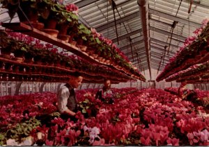 Netherlands Aalsmeer The Flower Centre Of Europe Greenhouse Scene