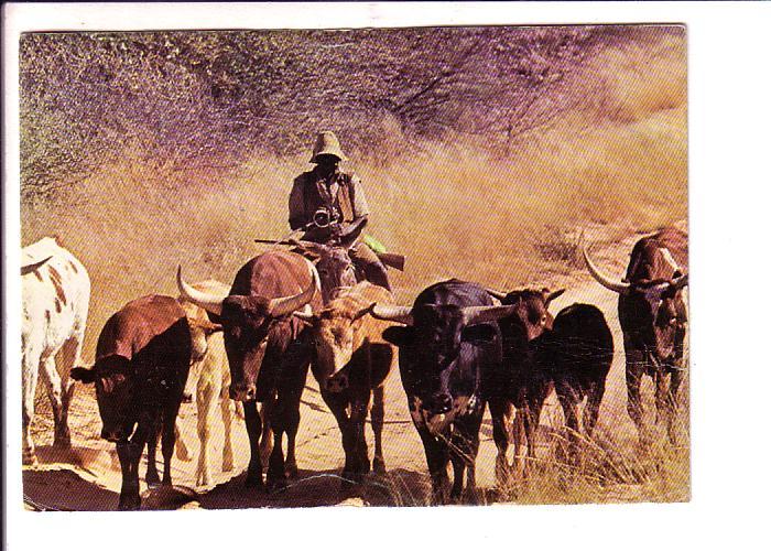 Cattle, Kalahari, Botswana, Used 1980