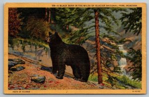 Black Bear   Glacier National Park     Montana  Postcard