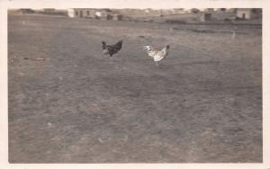 MANDY CLAYTER COLE & MRS SMITH'S ROOSTERS FIGHTING ~CHICKEN~REAL PHOTO POSTCARD