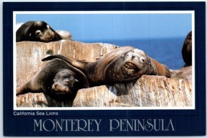 Postcard - California Sea Lions, Monterey Peninsula - California