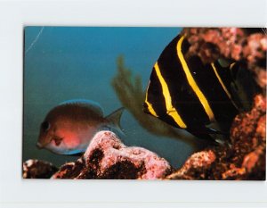 Postcard Colorful reef fish and coral formation, Coral Reef State Park, Florida