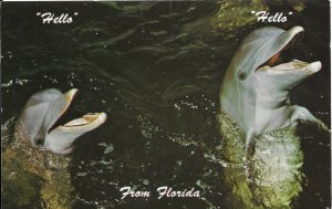 US. used.  Miami Florida - Porpoises. .mailed 1978.