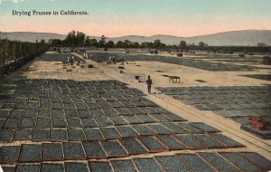 12332 Drying Prunes in California