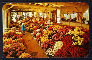 Garden Mums by Pashchke,North East,PA Nursery