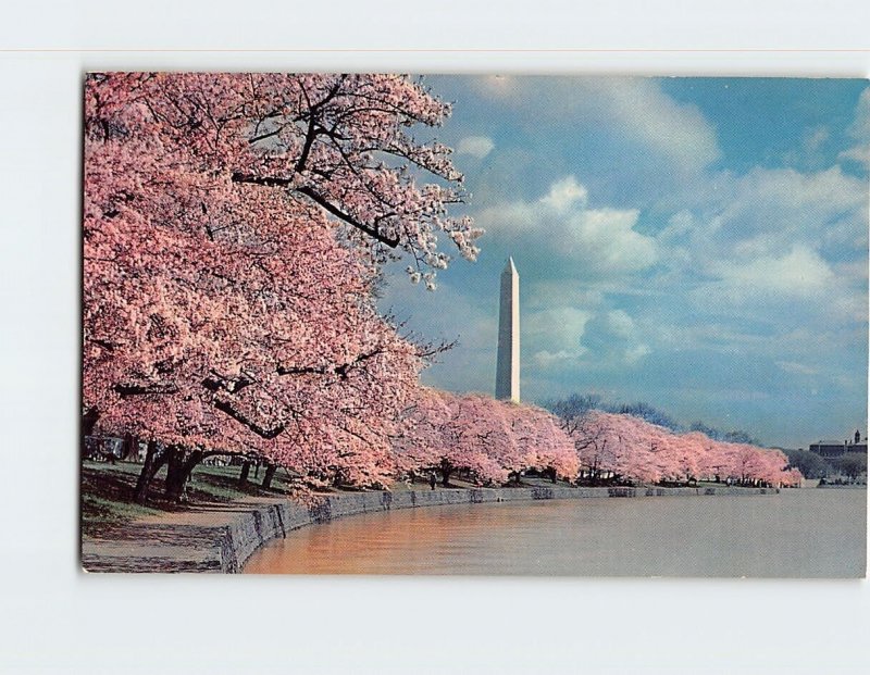 Postcard Washington Monument & Cherry Blossoms Washington DC USA