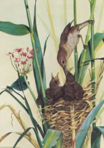 Reed Warbler Feeding Her Young Medici Rare Bird Postcard