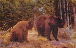 Bears Yellowstone National Park, WY, USA Bear Unused 