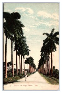 Avenue of Royal Palms Havana Cuba DB Postcard O16