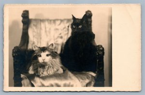 BLACK & WHITE CATS PHOTOGRAPHER SIGNED VINTAGE AUSTRIAN REAL PHOTO POSTCARD RPPC