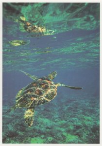 Multicoloured Turtle Swimming Incredible German Photo Art Postcard