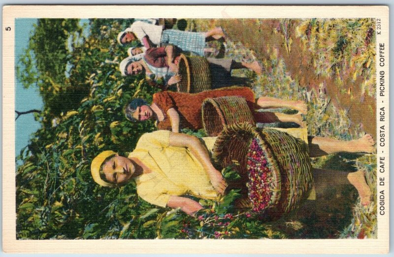 c1940s Costa Rica Occupational Native Girl Picking Coffee Carlos Federspiel A207