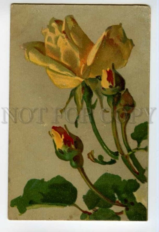 491165 Catharina KLEIN Yellow Roses Flower RUSSIA Vintage postcard