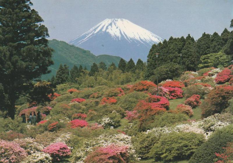 Mount Fuji, Japan - Blooming Azalea Flowers