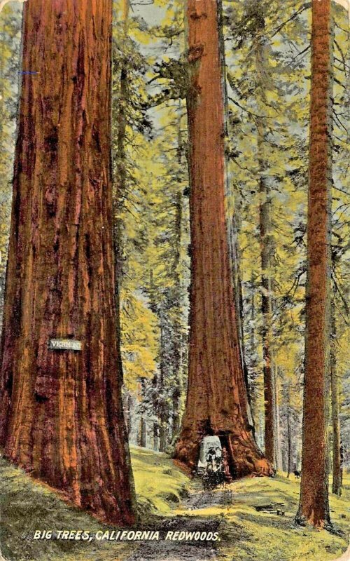 BIG TREES CALIFORNIA REDWOODS-HORSE PULLED WAGON THROUGH TUNNEL~1910s POSTCARD