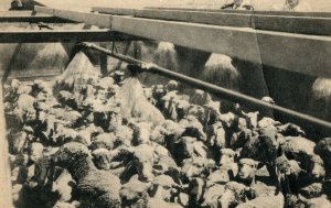 Vintage Spraying Sheep, Rawlins, WY Postcard P169