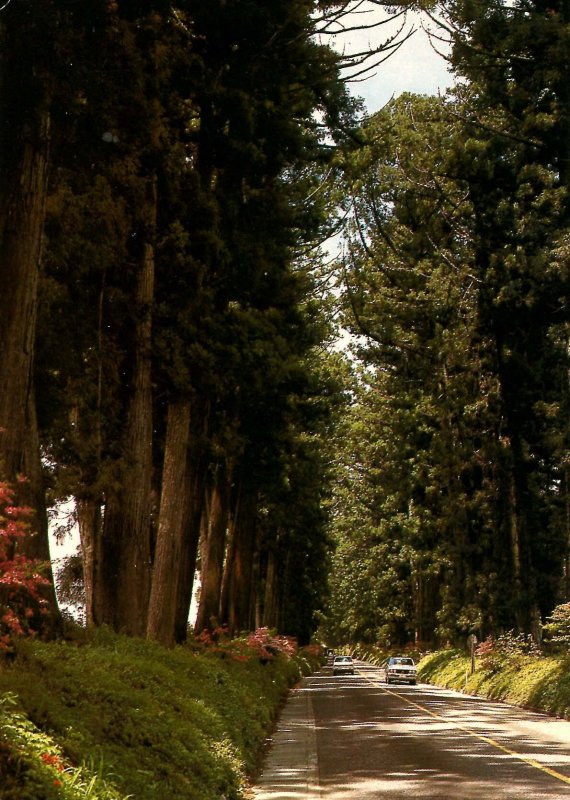 Japan - Toshogu Shrine, Cryptomeria Avenue