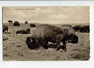 289557 CANADA Winnipeg Buffaloes Vintage 1907 year RPPC to England