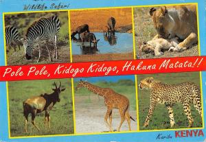 BR56369 kenia zebra lion leopard giraffe Animaux animals kenya