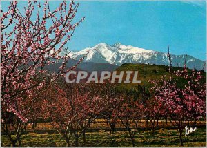 Postcard Modern Canigou In Spring among the peach blossoms