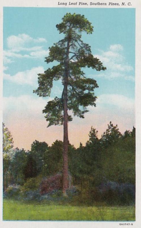 North Carolina Southern Pines Long Leaf Pine Tree 1946 Curteich