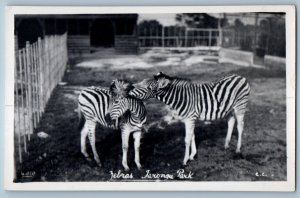 Sydney New South Wales Australia Postcard Zebras Jaronga Park c1950s RPPC Photo