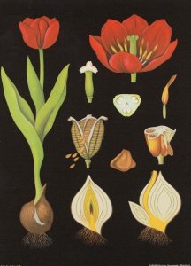 La Tulipe Tulips Fruit Bulbs Plants French School Lesson Wall Chart Postcard