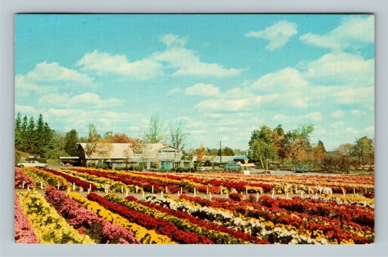 Bristol CT, Nursery, Mum City, Chrysanthemums Chrome Connecticut c1979 Postcard