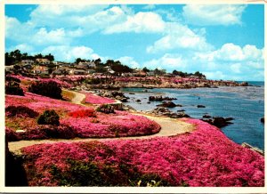 California Pacific Grove The Magic Carpet Along Ocean Boulevard