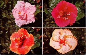 Hibiscus State Flower of Hawaii Postcard PC40