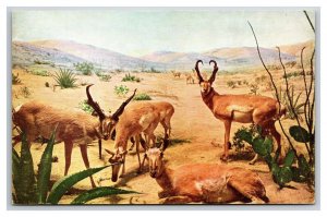 Pronghorn Antelope Natural History Museum Chicago IL UNP Chrome Postcard Q24