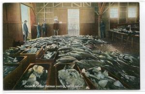 Columbia River Salmon Fish Fishing Packing House Oregon 1910c postcard