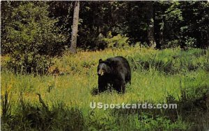 Black Bear - Livingston Manor, New York NY  