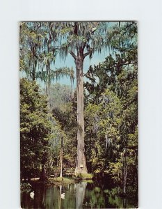 Postcard Old Methuselah Ponce De Leon Springs Florida USA