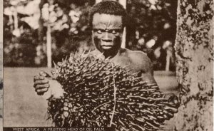 West Africa Fruiting Head of Oil Palm Mint Old Postcard