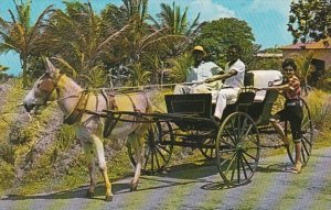 Barbados Old Donkey Drawn Buggy On A Country Road 1972