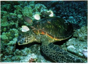 Green Sea Turtle