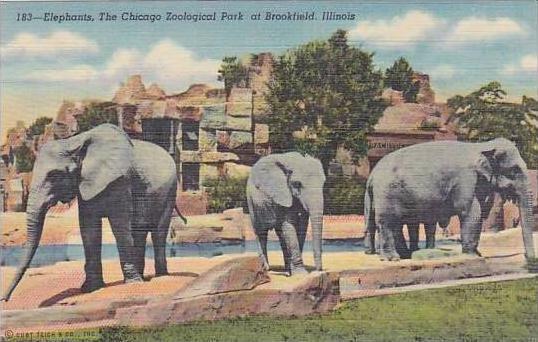 Chicago Zoological Park Elephants